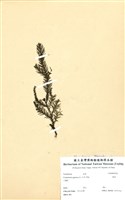 藏品(柳杉)的圖片